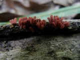Arcyria denudata image