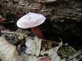 Gyroporus purpurinus image