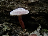 Gyroporus purpurinus image