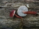 Gyroporus purpurinus image