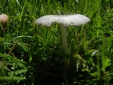 Amanita sect. Vaginatae image