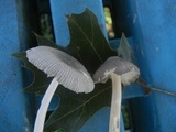 Amanita sect. Vaginatae image