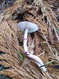 Lepiota roseolivida image