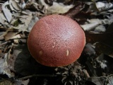 Hortiboletus campestris image