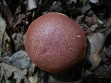 Hortiboletus campestris image