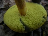 Hortiboletus campestris image