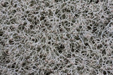 Cladonia subtenuis image