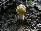 Amanita flavorubens image