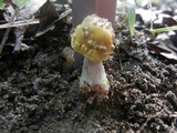 Amanita flavorubens image