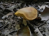 Xanthoconium affine image