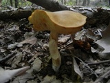 Xanthoconium affine image