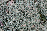 Cladonia furcata image
