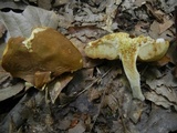 Xanthoconium affine image