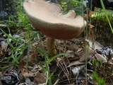 Tylopilus felleus image