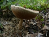 Tylopilus felleus image