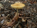 Oudemansiella incognita image