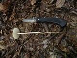 Oudemansiella incognita image
