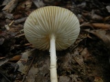 Oudemansiella incognita image