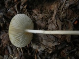 Oudemansiella incognita image