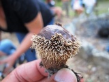 Lycoperdon pulcherrimum image