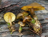 Callistosporium luteo-olivaceum image