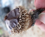 Lycoperdon pulcherrimum image