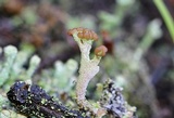 Cladonia pyxidata image