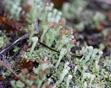 Cladonia pyxidata image