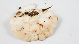 Tyromyces chioneus image