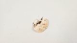 Tyromyces chioneus image
