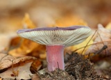 Russula mariae image