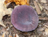Russula mariae image