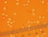 Callistosporium luteo-olivaceum image