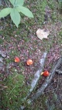 Hygrocybe cuspidata image