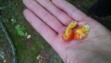 Hygrocybe cuspidata image