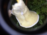 Pleurocybella porrigens image
