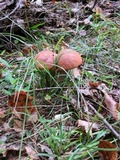 Leccinum vulpinum image
