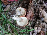 Leccinum vulpinum image