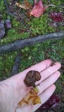 Coltricia cinnamomea image