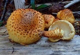 Pholiota squarrosoides image