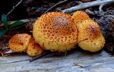 Pholiota squarrosoides image