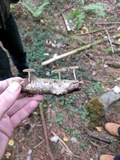 Polyporus brumalis image