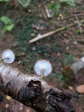 Polyporus brumalis image