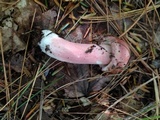 Russula peckii image