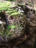 Helicogloea compressa image