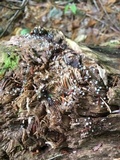 Helicogloea compressa image