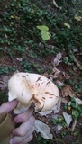 Lactarius scrobiculatus image
