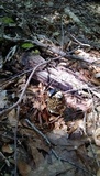 Phallus ravenelii image