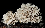 Xylaria cubensis image