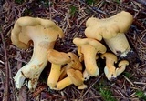 Cantharellus formosus image